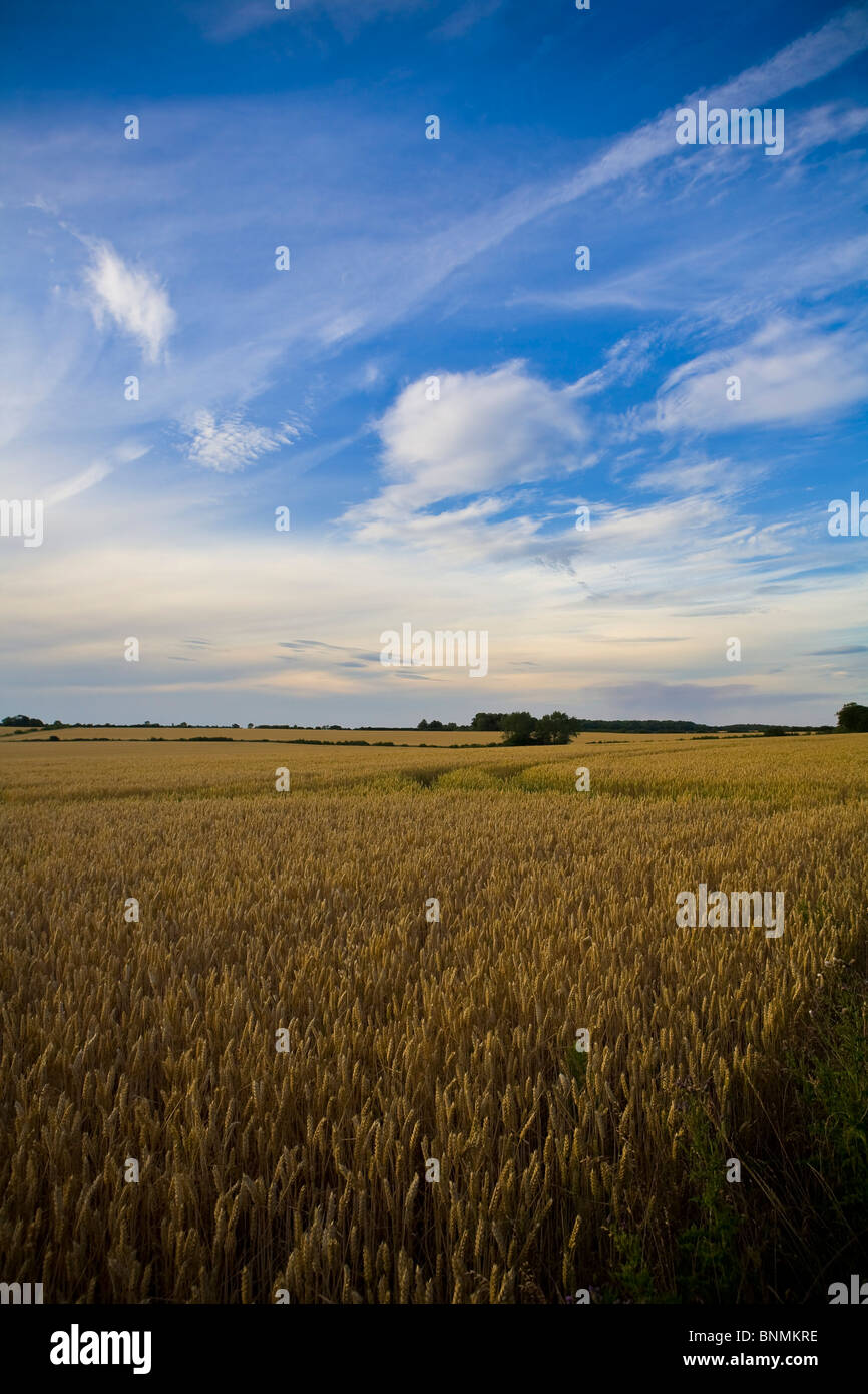 Suffolk paisaje de cultivos de Trigo madurando en tierras agrícolas. En Thurlow Suffolk, East Anglia Foto de stock