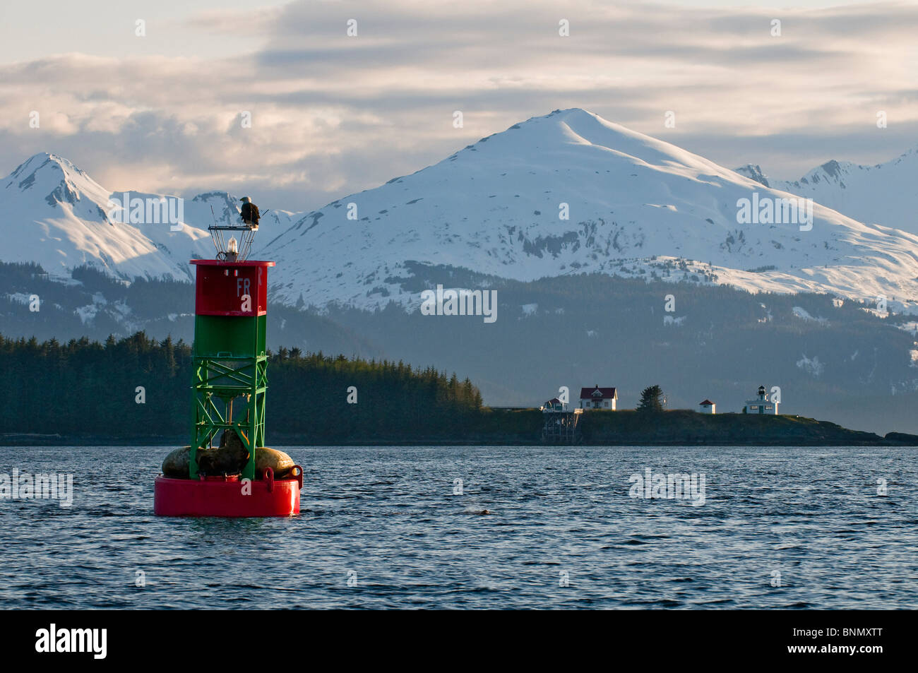 El águila calva se asienta sobre una boya llena de lobos marinos, punto faro Retreat & Chilkat Cordillera en el fondo, Alaska Foto de stock