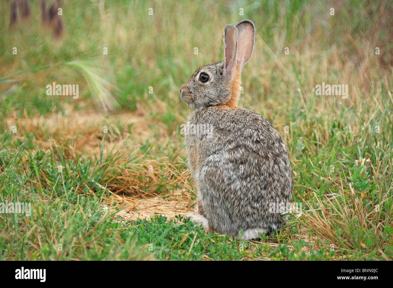 El Conejo de cola de algodón Custer State Park Black Hills South Dakota USA rabitt Foto de stock