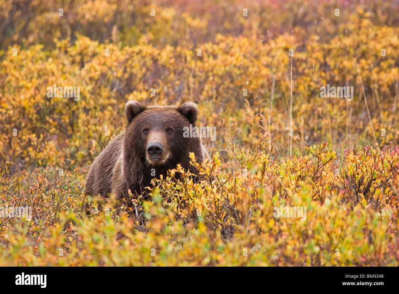 Retrato de un oso pardo adulto entre el follaje de otoño en el Parque Nacional Denali, Alaska, Otoño Foto de stock