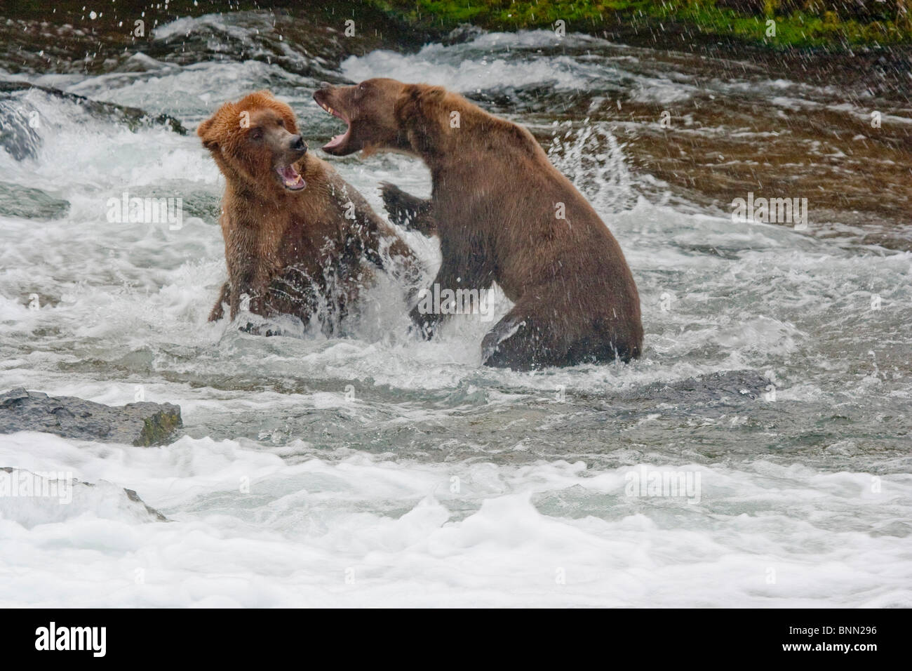 Dos osos pardos adultos luchan por un lugar de pesca en el río Brooks, cerca de Brooks Falls, Parque Nacional Katmai, Alaska, Verano Foto de stock