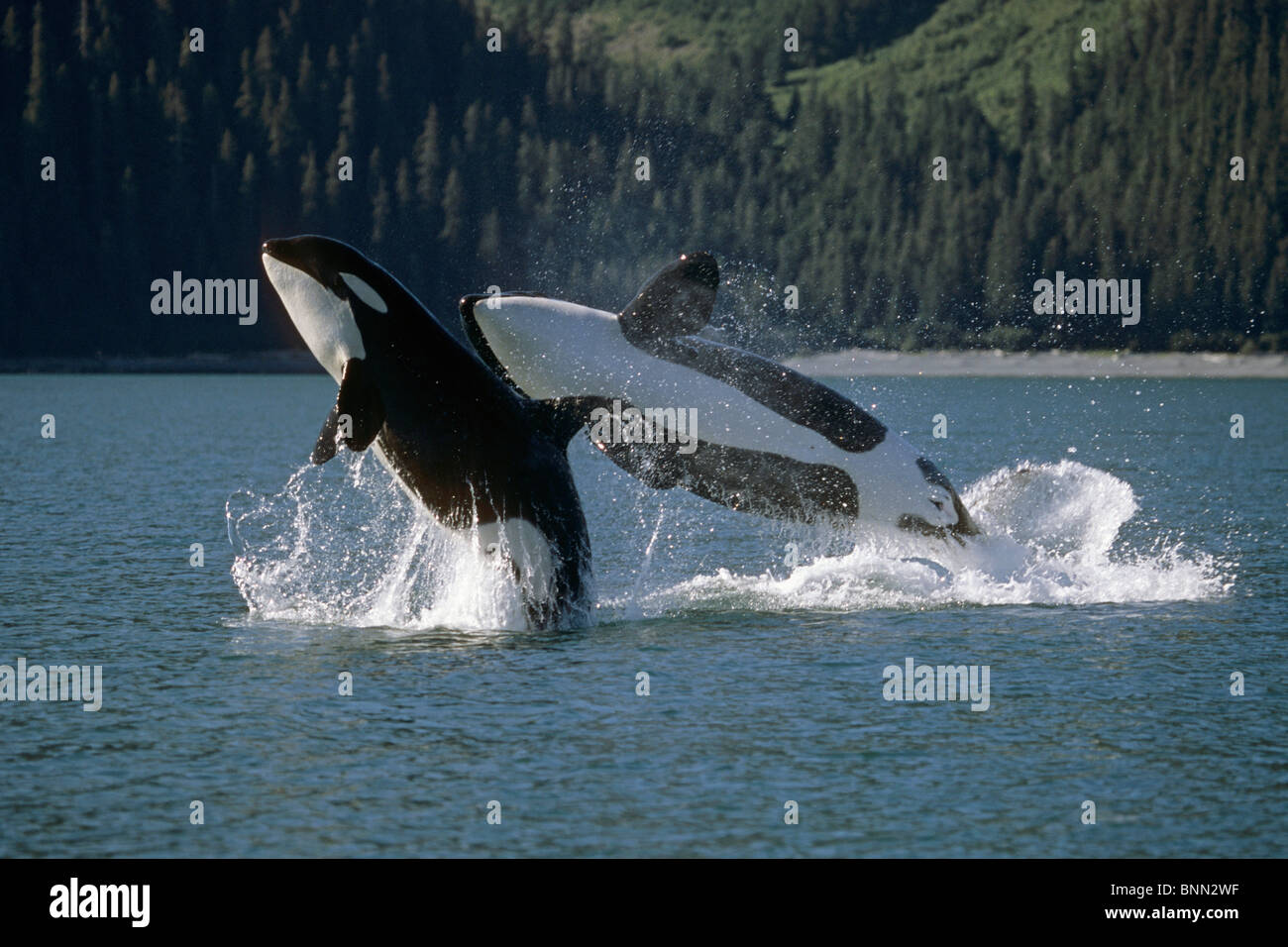 Doble incumplimiento Orcas Bainbridge Pasaje Prince William Sound Alaska Southcentral Verano Foto de stock