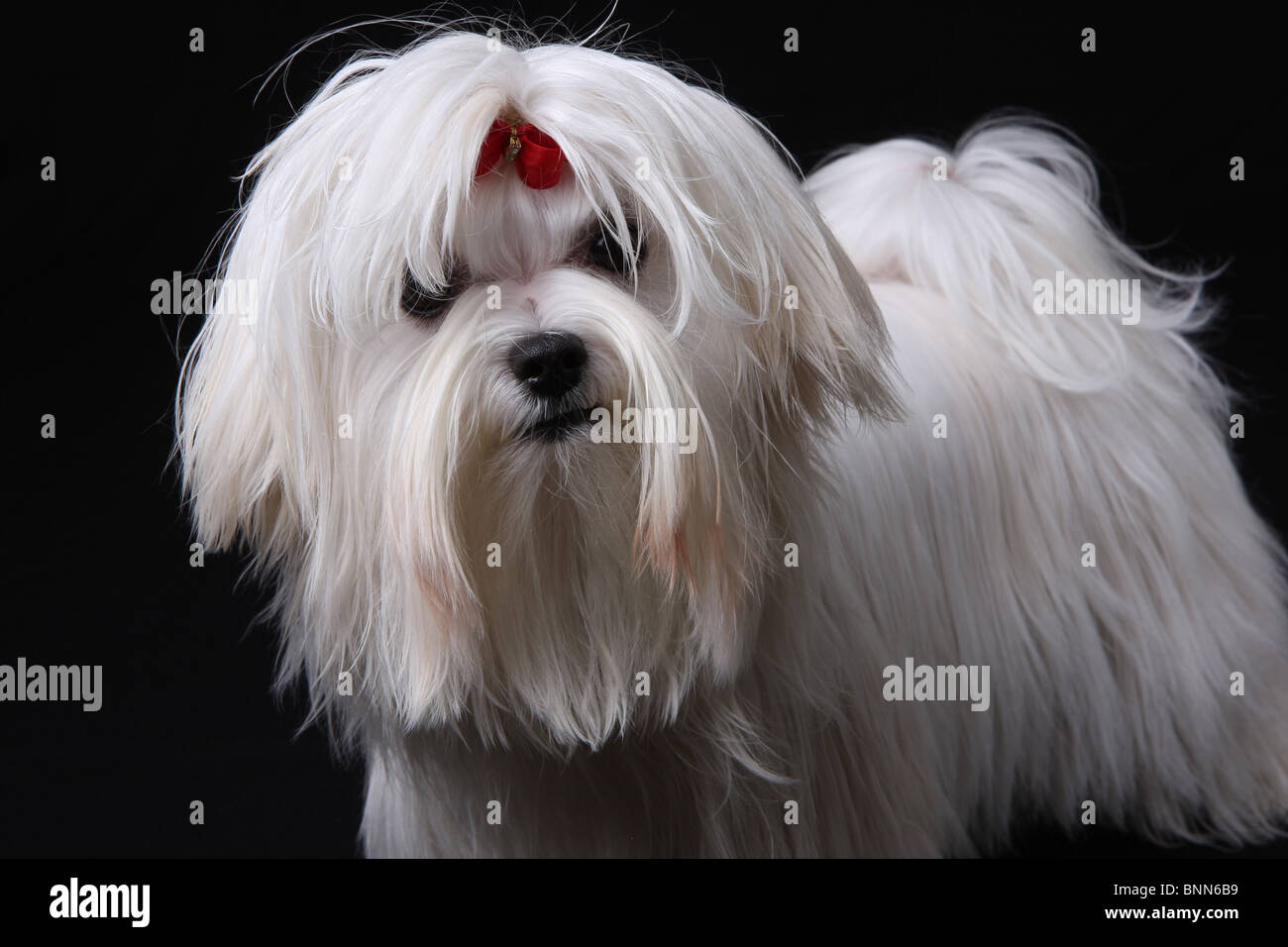 Un lindo perro maltés blanco con una cinta roja mirando la cámara contra un fondo negro. Foto de stock