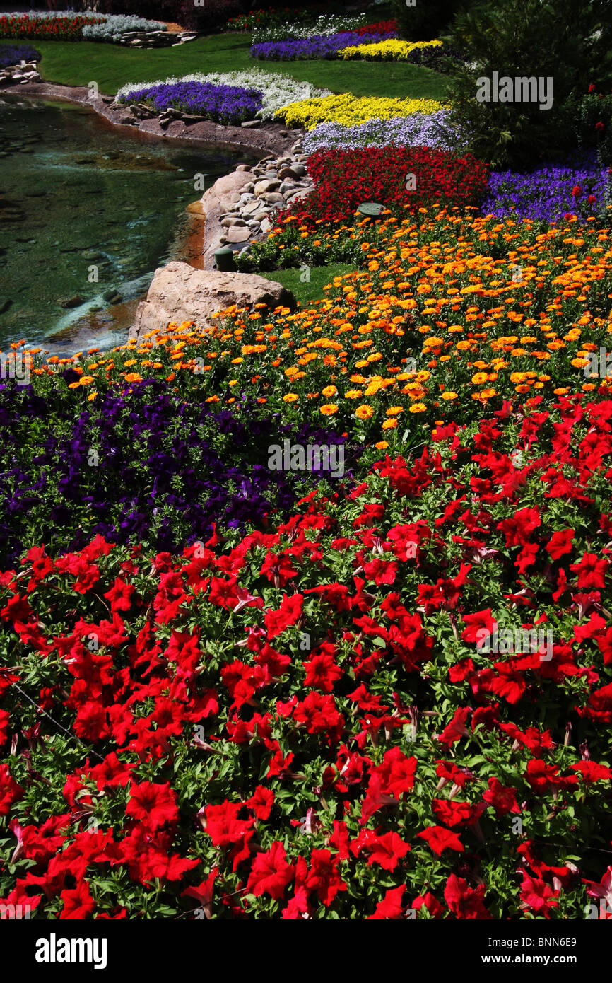Un disparo vertical de muchas pequeñas flores de colores con un lago en el fondo. Foto de stock