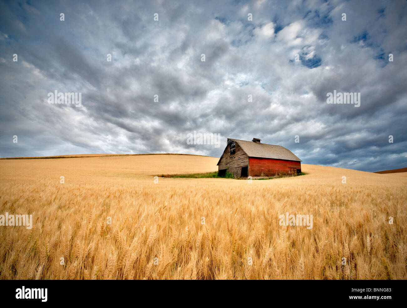 Granero en campo de trigo con acercarse a nubes de tormenta. El Palouse, Washington Foto de stock