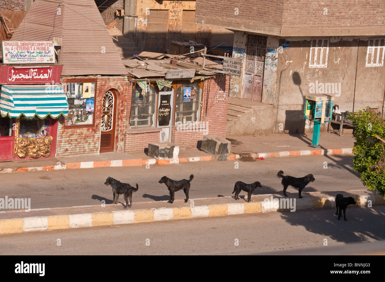 Jauría de perros de la calle de itinerancia en Egipto Foto de stock