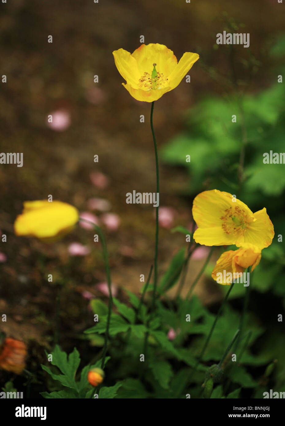 Amapolas amarilla silvestre en un jardín campestre inglés Foto de stock