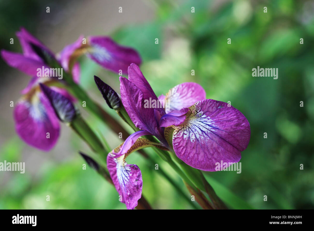 Púrpura Iris en un jardín campestre inglés Foto de stock