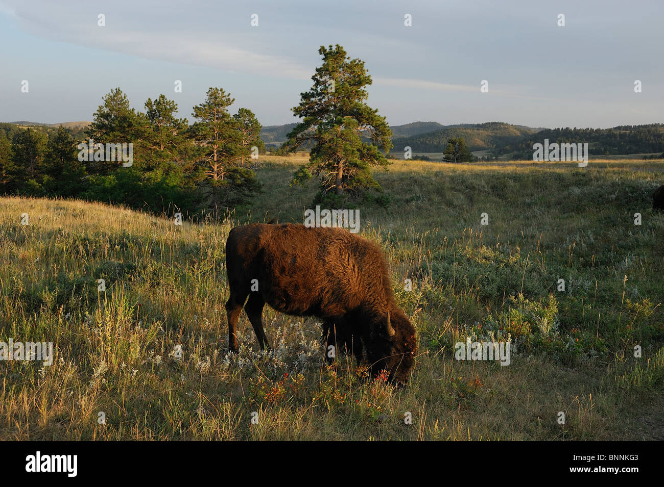 Bisontes en el Parque Estatal Custer Buffalo Black Hills, cerca de la Hermosa Dakota del Sur EE.UU. Foto de stock