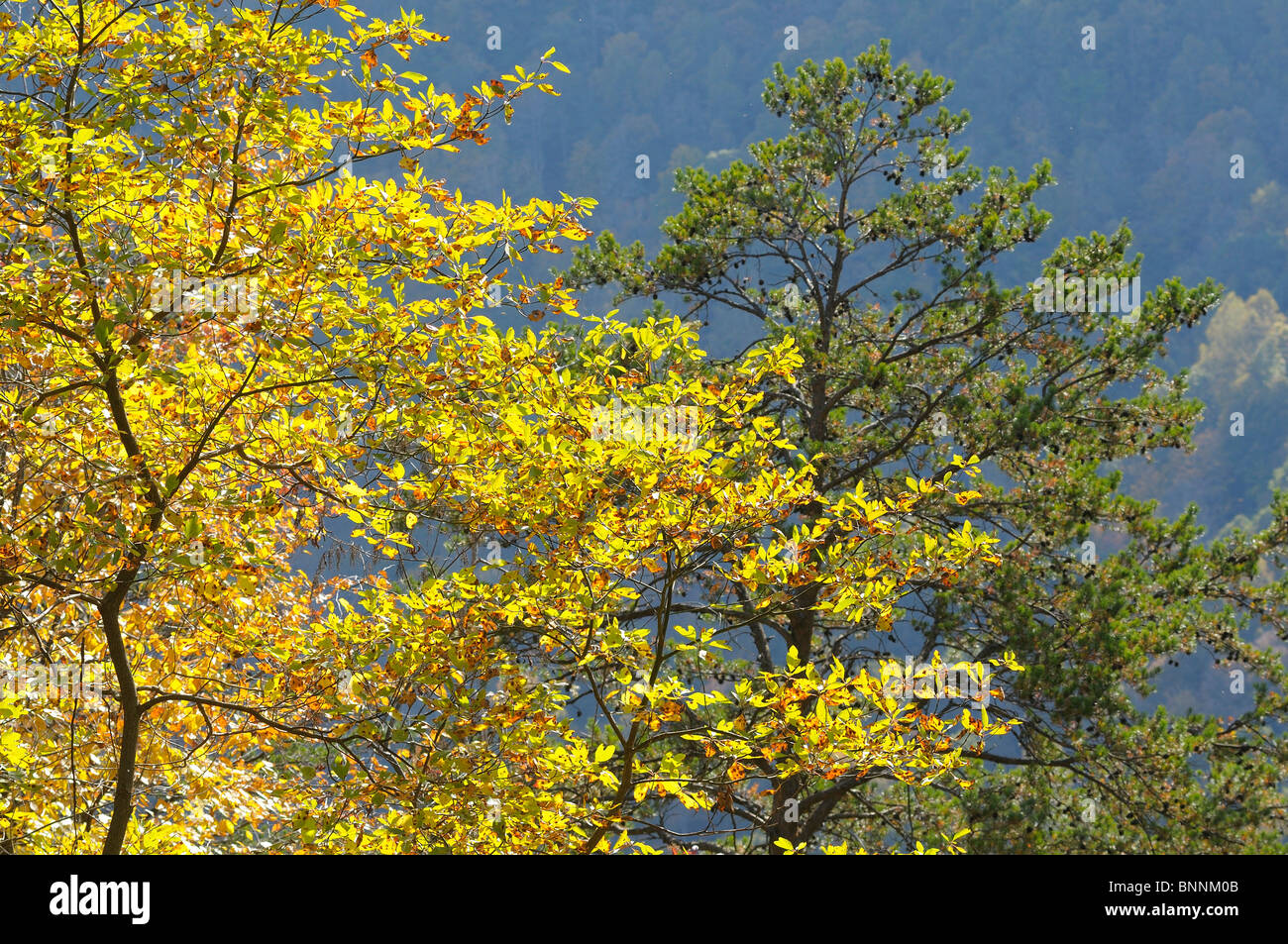 Árboles de otoño colores de otoño colores de Fayetteville, West Virginia, EE.UU. Foto de stock