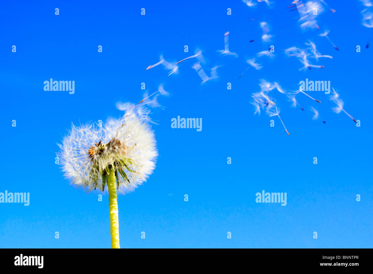 Detalle flora reproducción facilidad de vuelo sky air proyecto jaramago planta macro puff puffing soplando semillas semillas esperma esperma Foto de stock