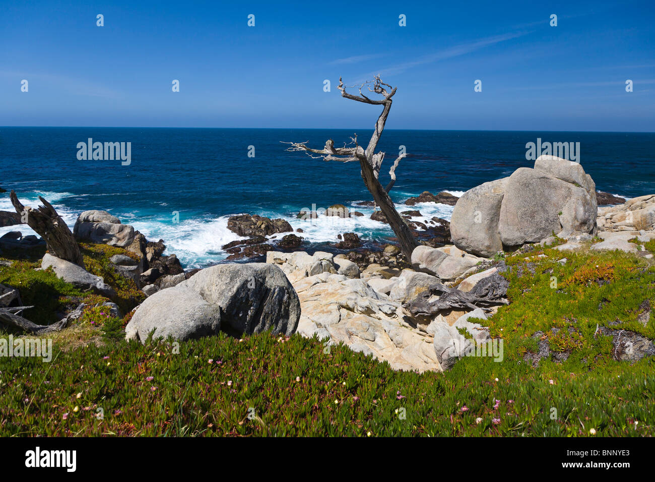 Resistente rocosa costa del Océano Pacífico en 17-Mile Drive en Pebble Beach en el Monterey Peninsula California Foto de stock