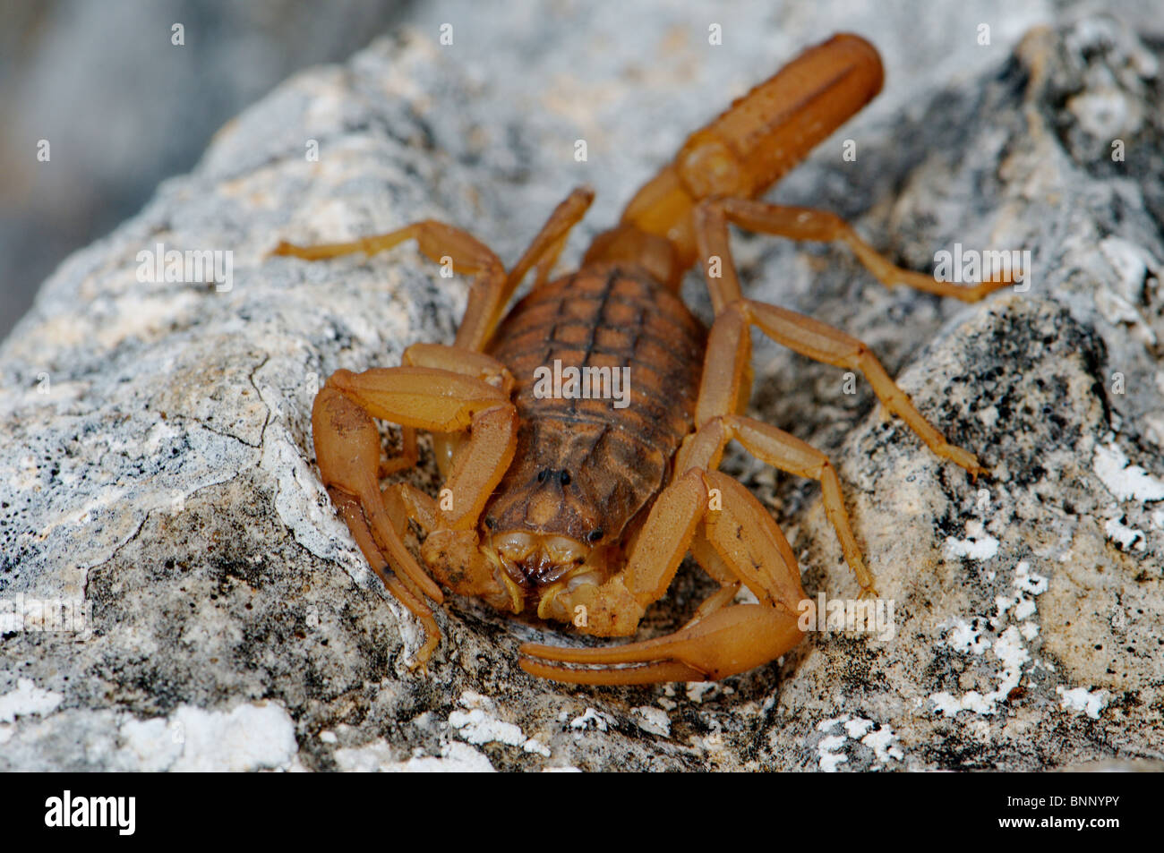 Scorpion Mesobuthus gibbosus venenosas de artrópodos peligrosos Balcanes Grecia griego veneno Vista frontal Vista general animal animales Fotografía de stock - Alamy Scorpion Mesobuthus gibbosus venenosas de artrópodos peligrosos Balcanes Grecia griego veneno Vista frontal Vista general animal animales Fotografía de stock - Alamy