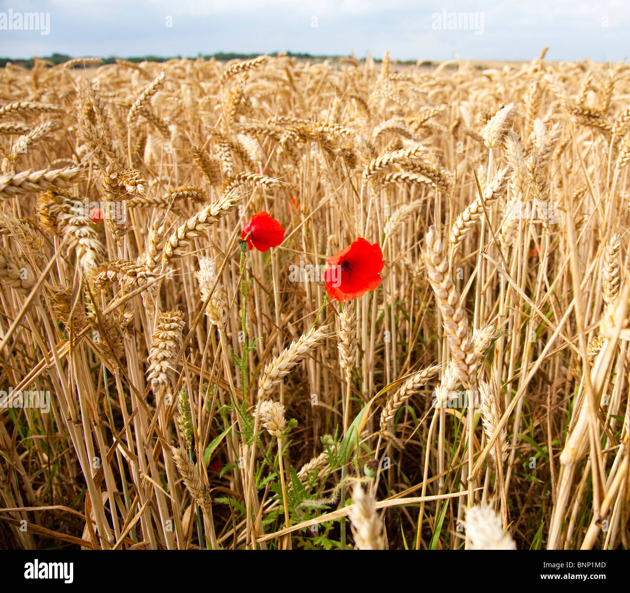 Campo común Papaver rhoeas o amapola en el borde de un campo de trigo madurando Triticum supp, Kent, UK, verano Foto de stock