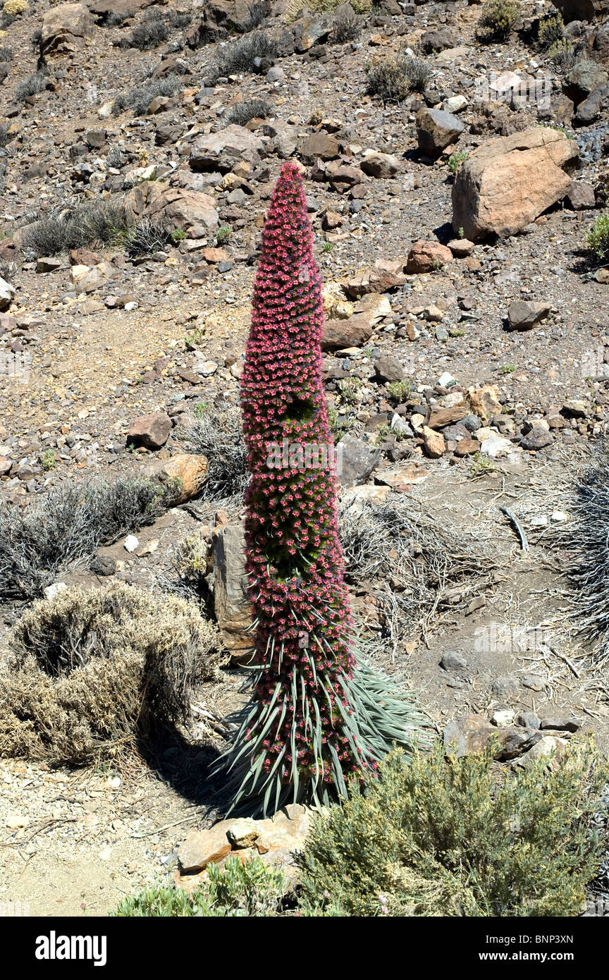 Roseta basal. Exhium Wildpretii Tenerife Foto de stock