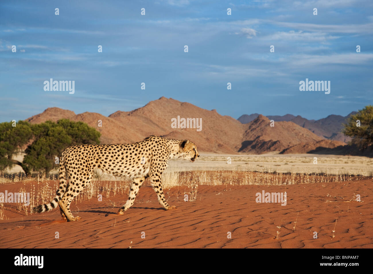 Guepardo (Acinonyx jubatus) con el paisaje del desierto en la parte trasera del terreno. Namibia. Foto de stock