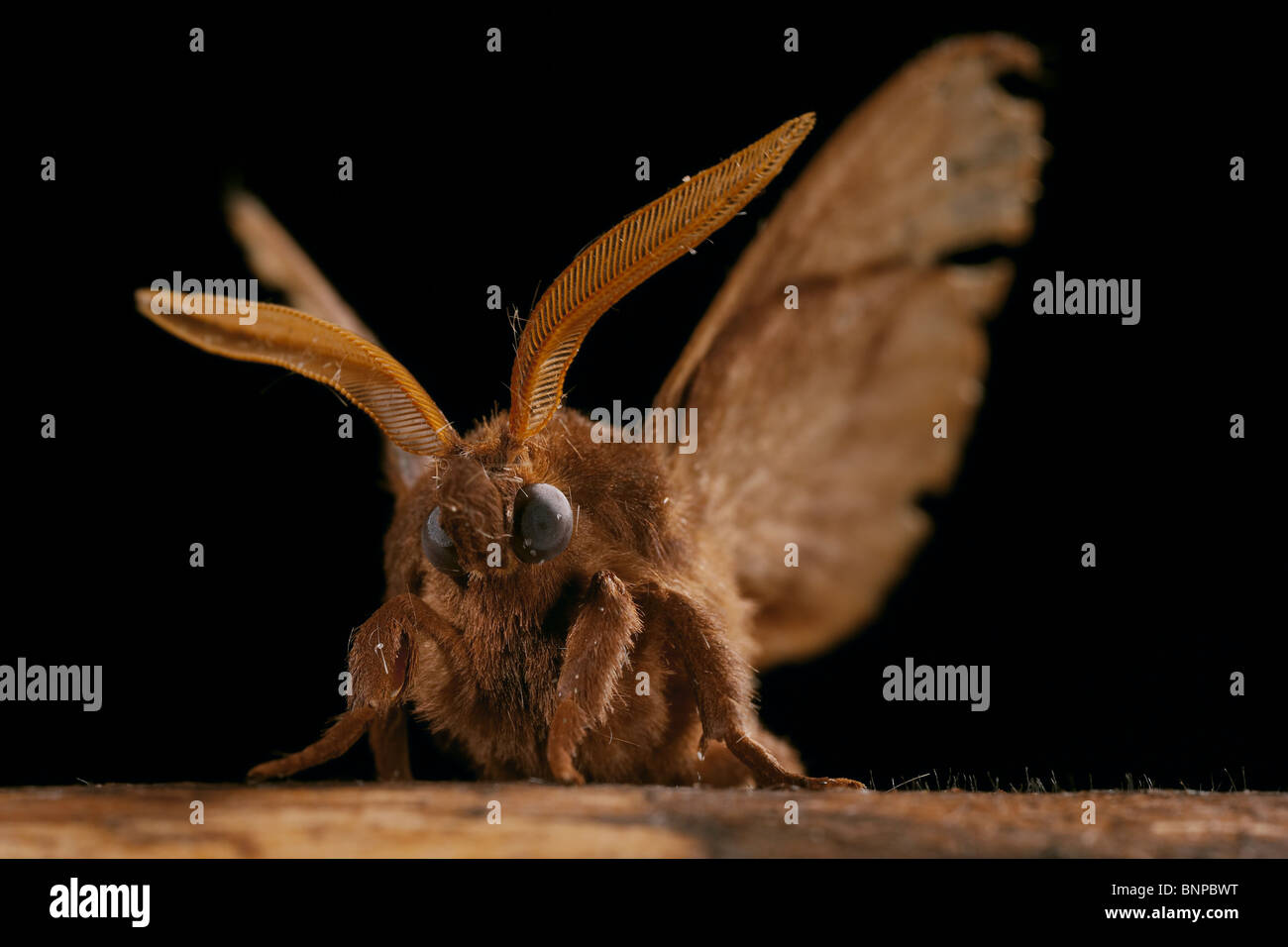 Fox moth, rubi, Crowle Macrothylacia Moor, Lincolnshire, Reino Unido Foto de stock