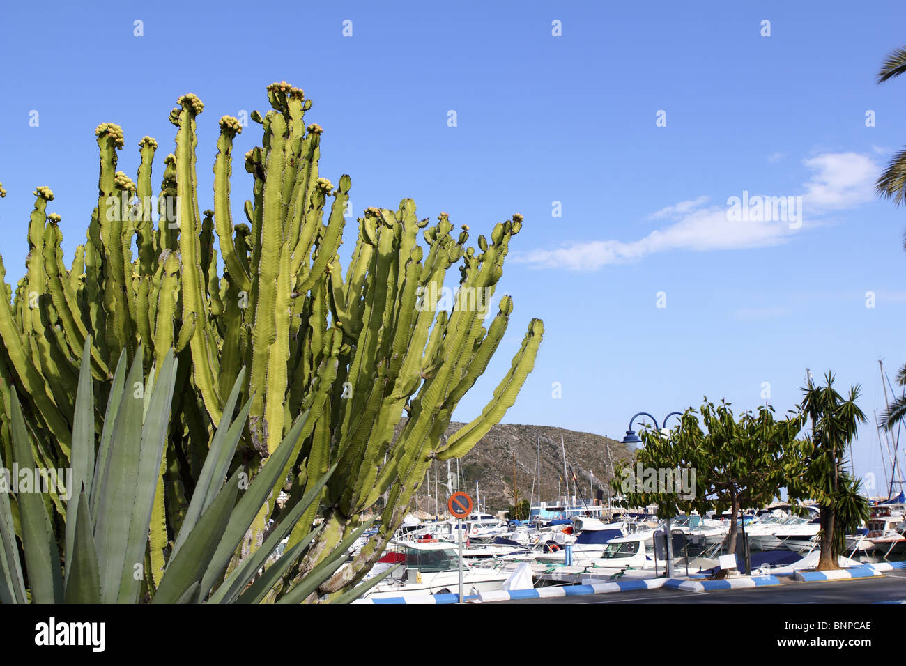 Puerto deportivo de Moraira vista desde cactus en la provincia de Alicante España Foto de stock
