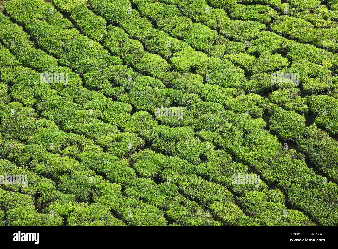 Munnar tiene extensas plantaciones de té donde la mayoría del té se sigue recogiendo a mano Foto de stock