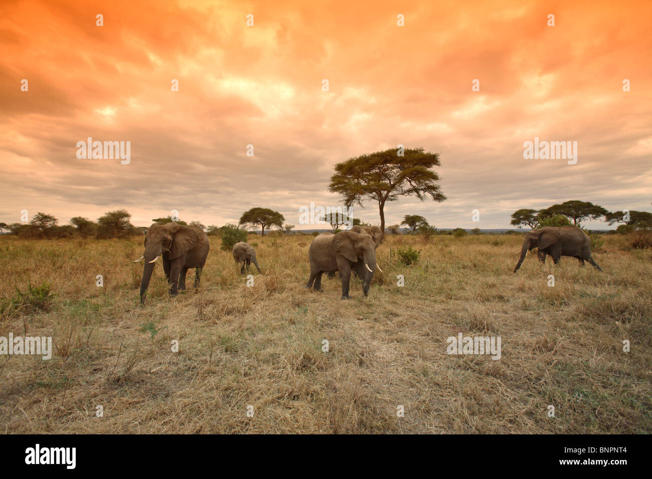 Manada de Elefantes Africanos (Loxodonta africana) en movimiento, Parque Nacional Tarangire, Tanzania Foto de stock