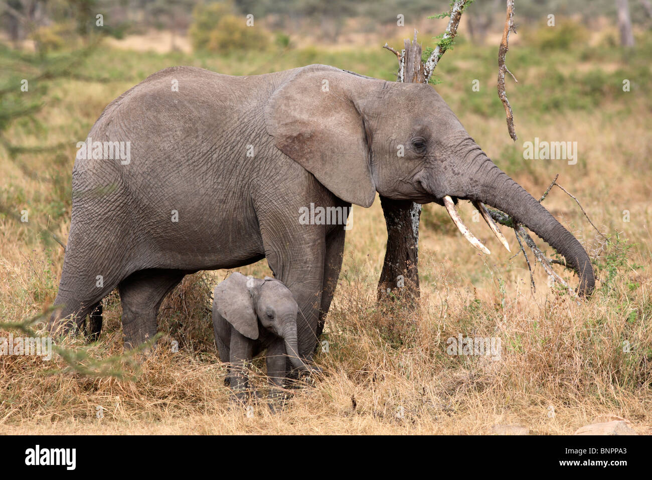 Y el bebé elefante africano (Loxodonta africana), la Reserva de Caza Selous, Tanzania Foto de stock