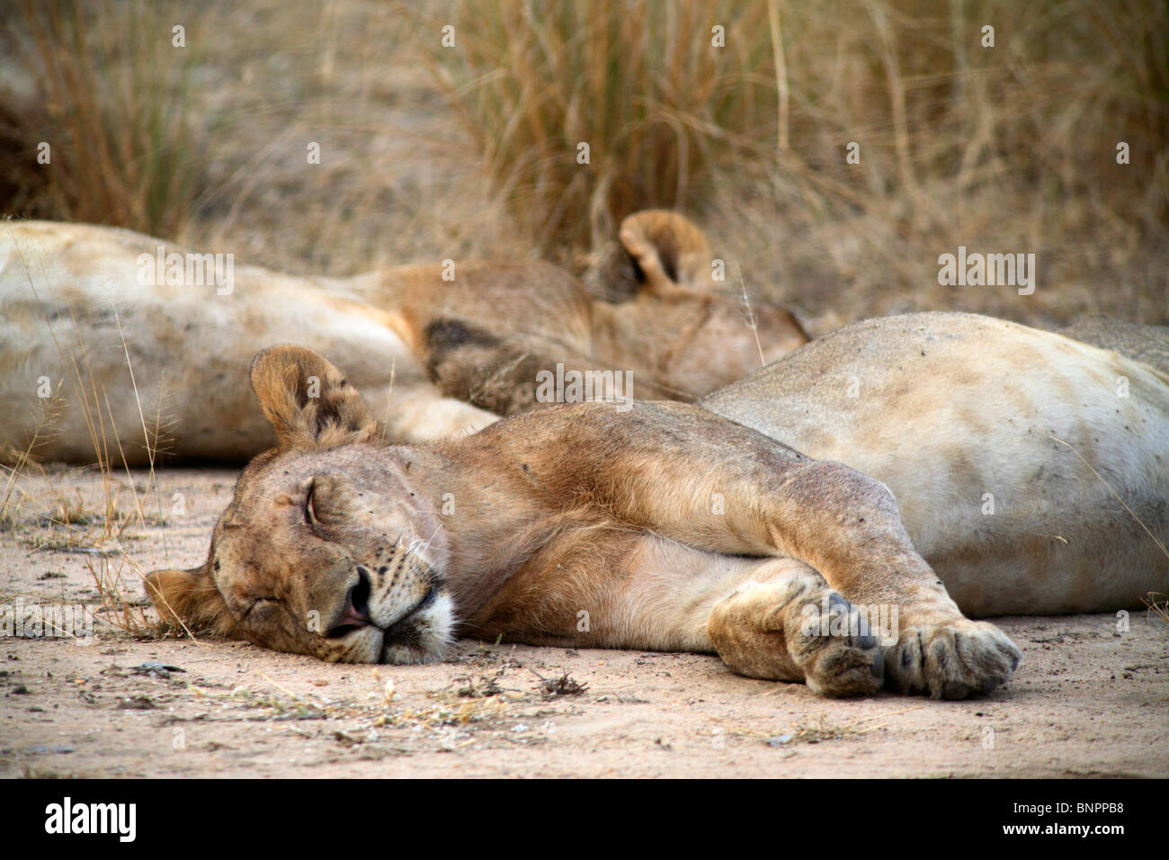 Cerca de leonas (Panthera leo), la Reserva de Caza Selous, Tanzania Foto de stock