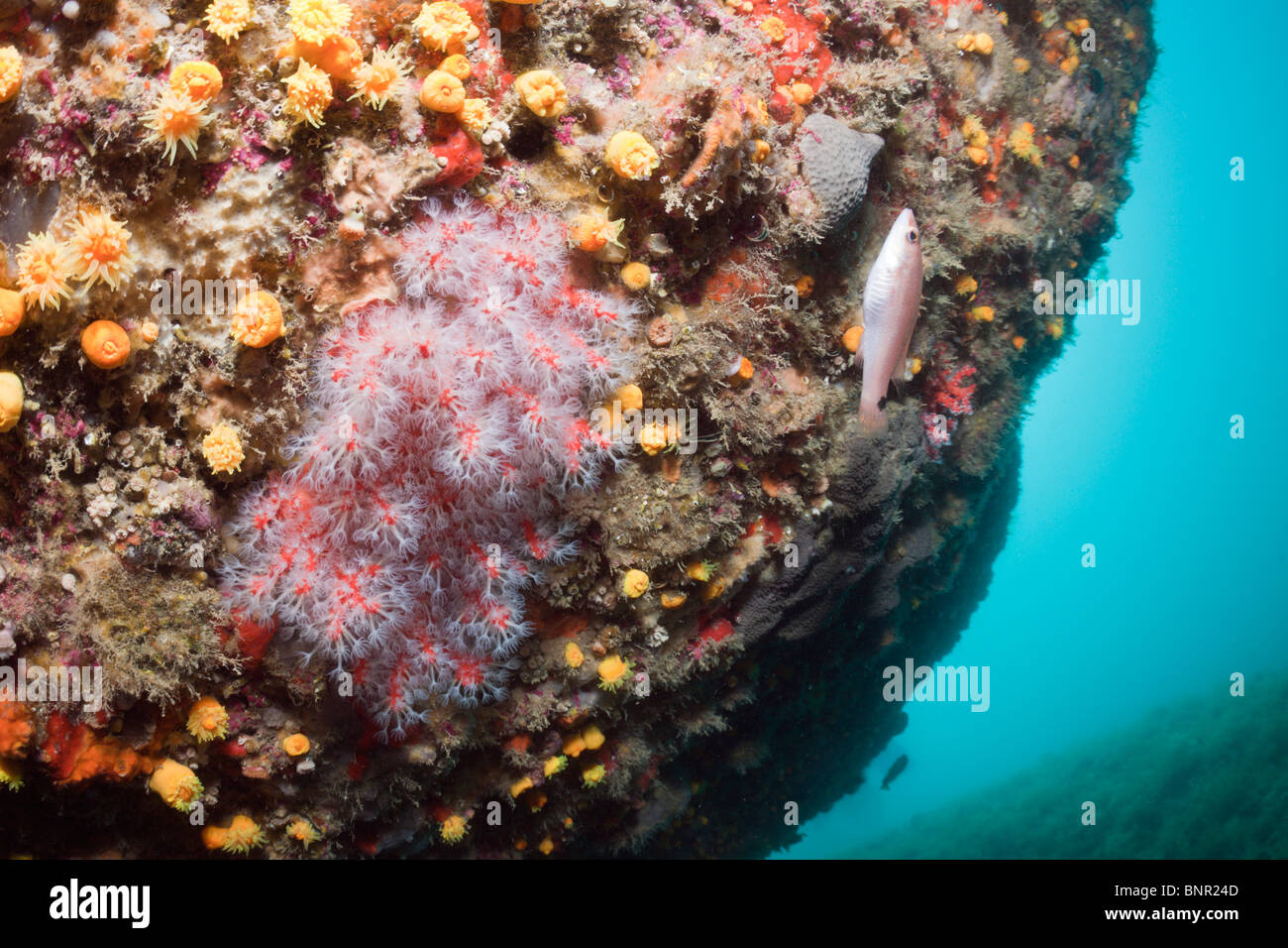Los corales preciosos, Corallium rubrum, el Cap de Creus, Costa Brava, ESPAÑA Foto de stock