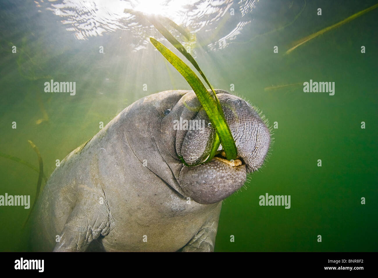 Florida, manatí Trichechus manatus latirostris, ternero alimentándose de algas marinas. Foto de stock