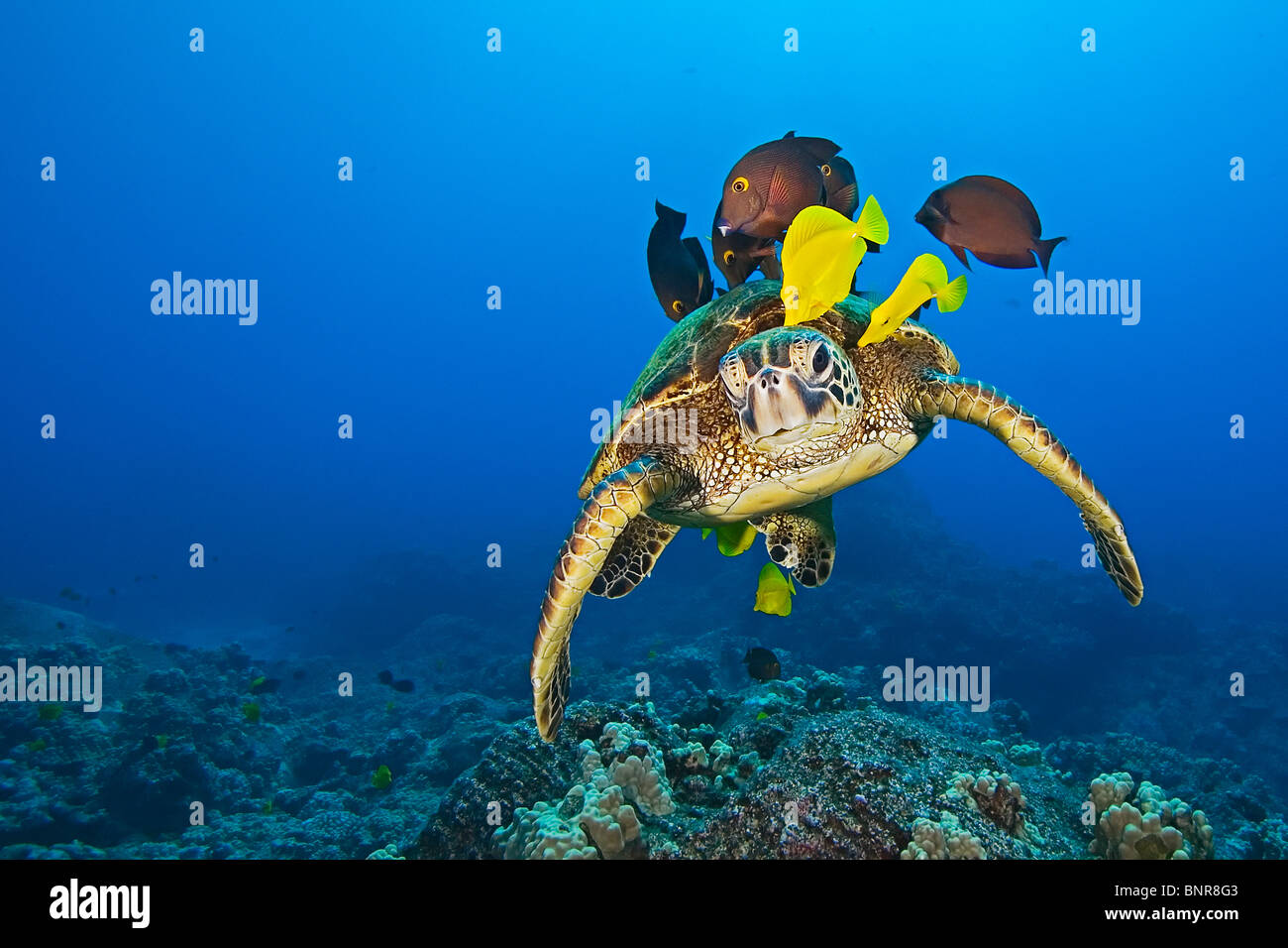 Especies en peligro de extinción, tortugas marinas verdes, Chelonia mydas, se limpian los distintos tipos de pescado Foto de stock