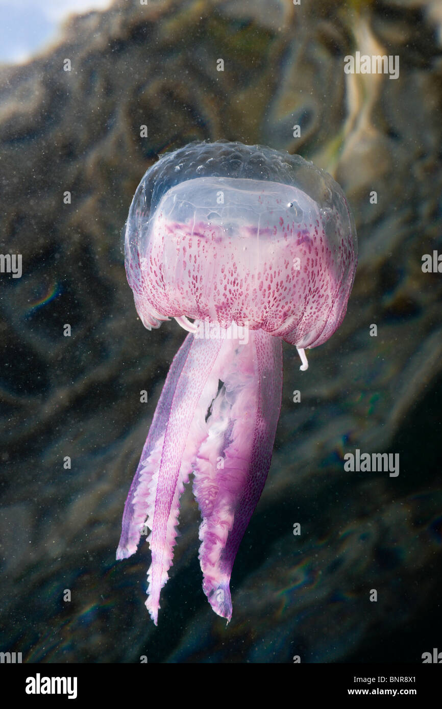 Mauve Stinger, Medusa Pelagia noctiluca, el Cap de Creus, Costa Brava, ESPAÑA Foto de stock