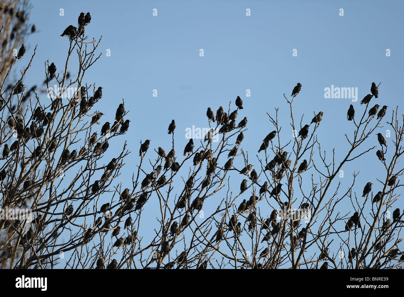 Bandada de estorninos (Sturnus vulgaris) apoyada sobre un árbol en invierno - Provence Foto de stock