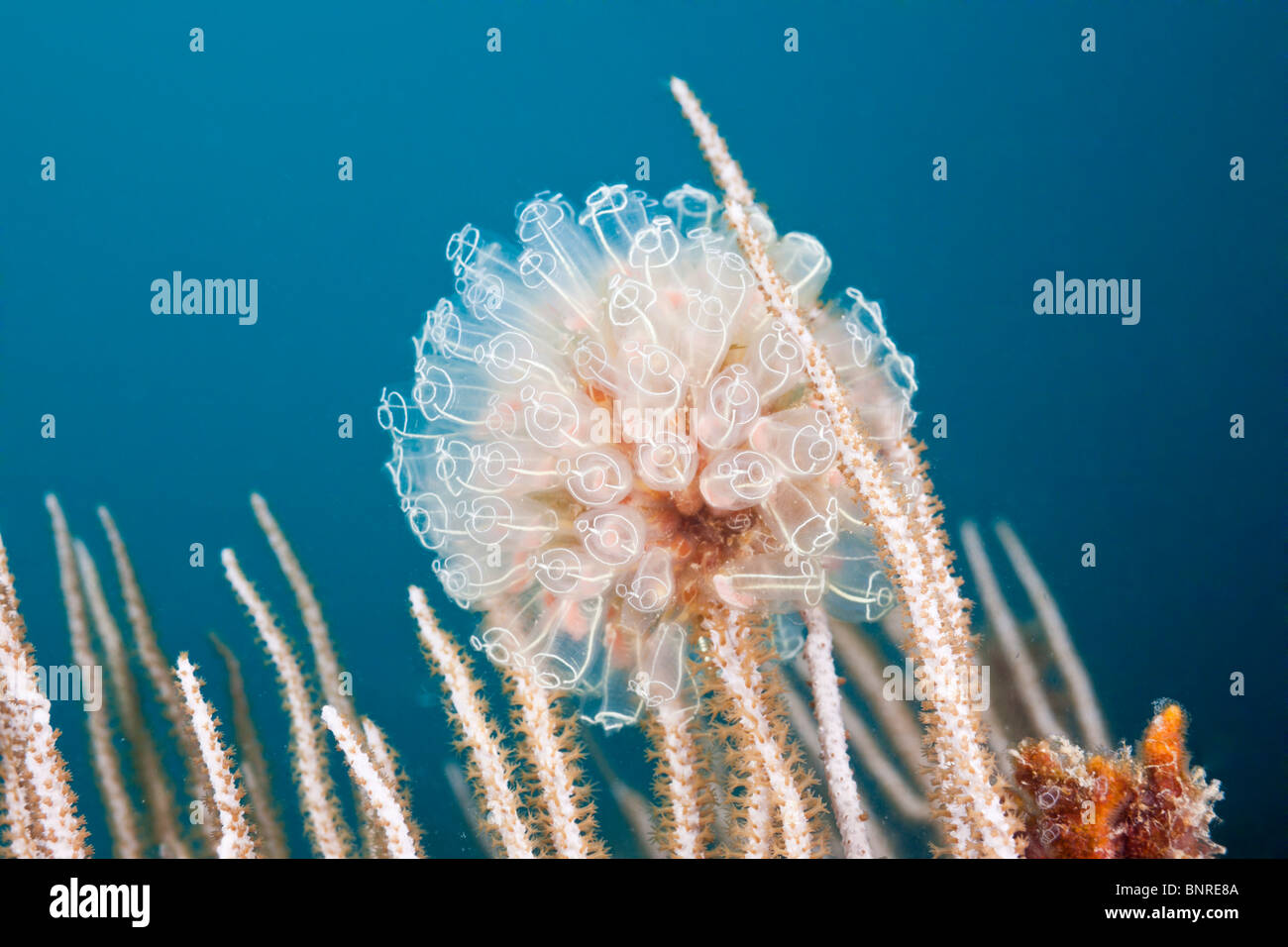 Diazona violacea fotografías e imágenes de alta resolución Alamy