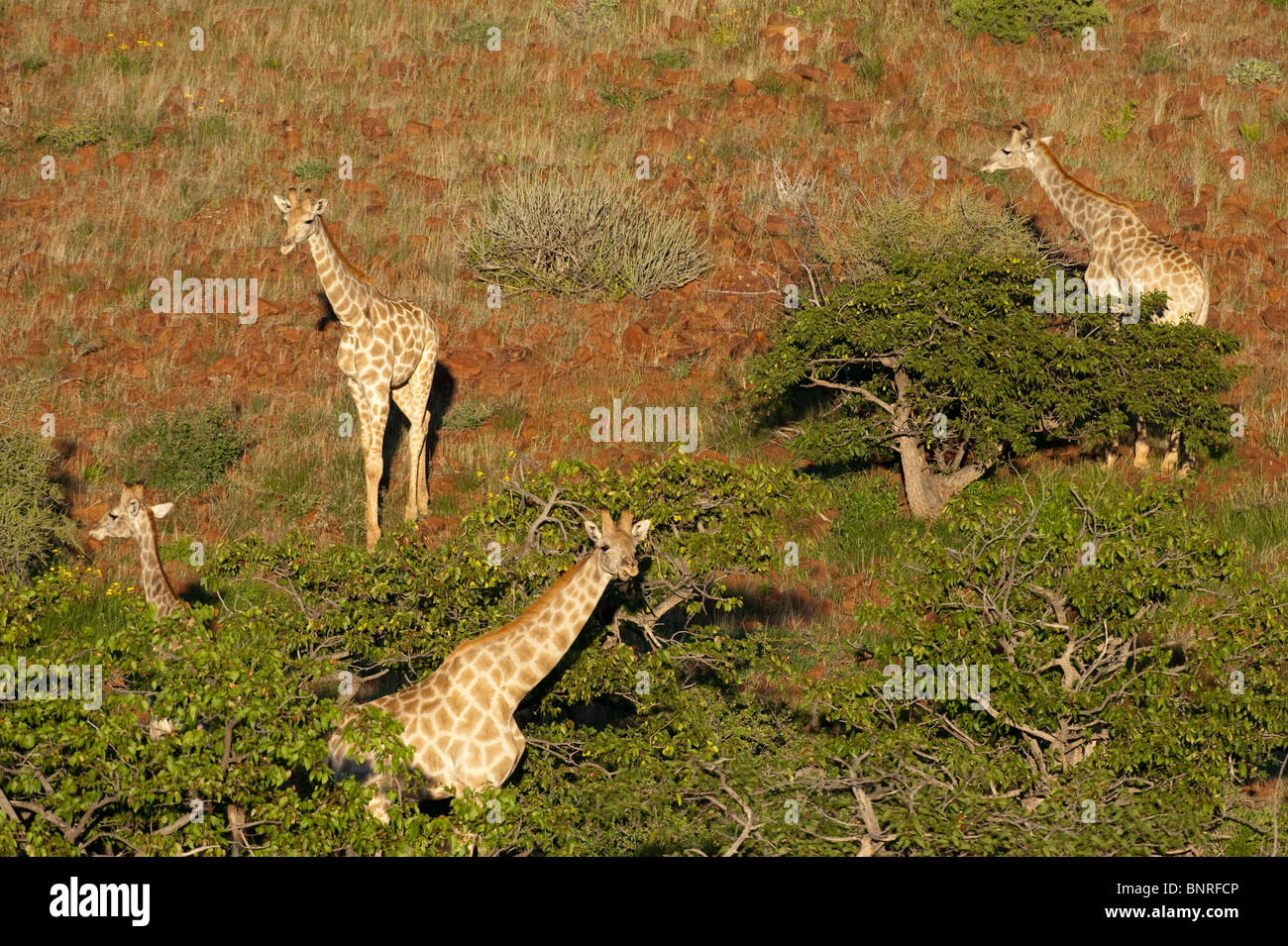 Alimentar a las jirafas angoleño Giraffa camelopardalis angolensis en Namibia Palmwag Foto de stock