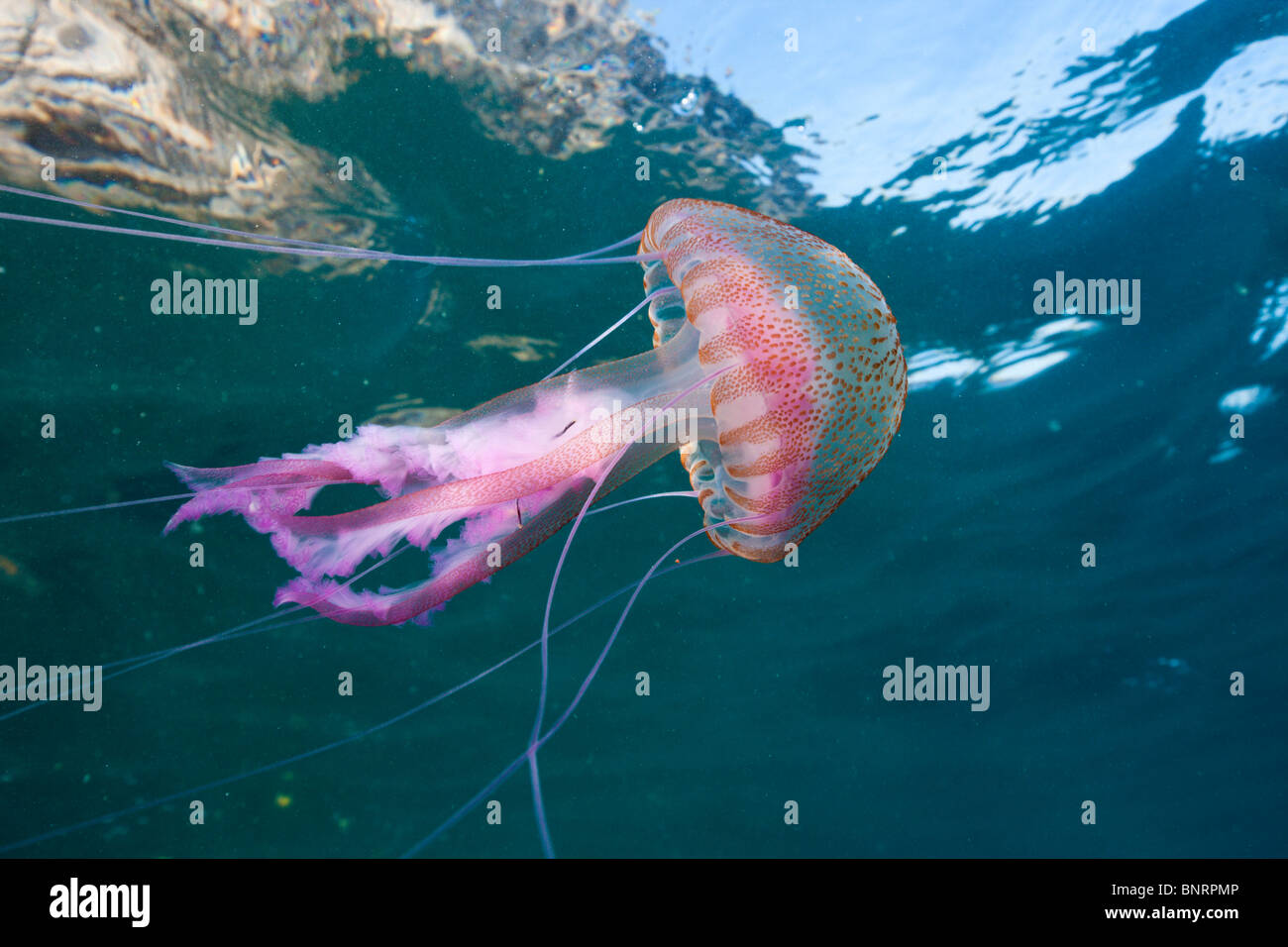 Mauve Stinger, Medusa Pelagia noctiluca, el Cap de Creus, Costa Brava, ESPAÑA Foto de stock