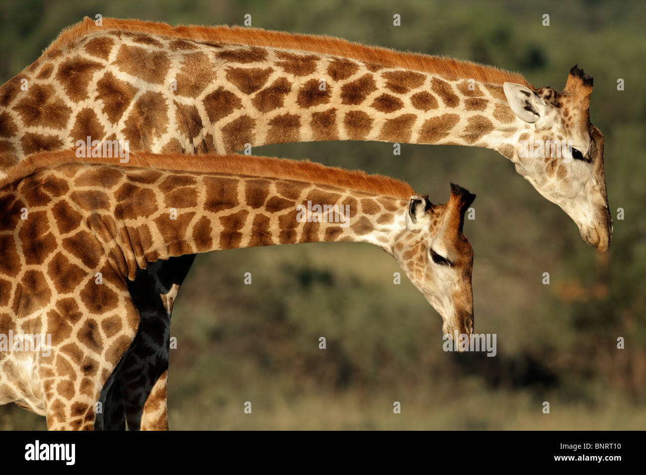 Interacción entre dos jirafas (Giraffa camelopardalis), Sudáfrica Foto de stock