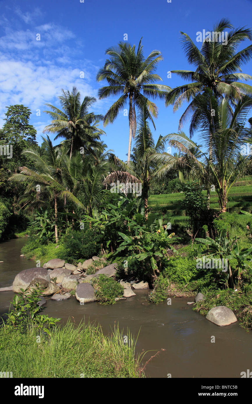 Indonesia, Bali, Sayan, Valle del Río Ayung, paisaje, Foto de stock