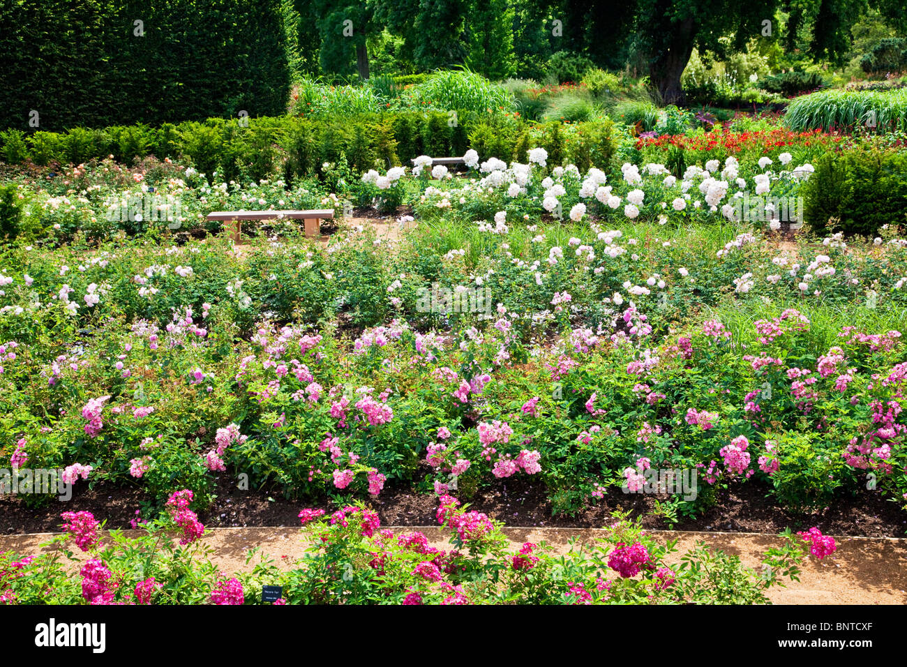 El Rose Garden, inaugurado en 2010, en el Savill Gardens, parte del paisaje real, cerca de Windsor, Inglaterra, Reino Unido. Foto de stock