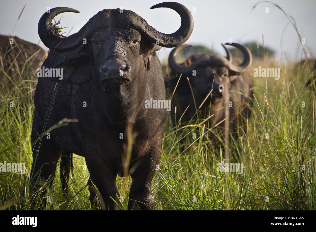 Cape Buffalo en el Parque Nacional Valle de Kidepo, Uganda, África Oriental Foto de stock