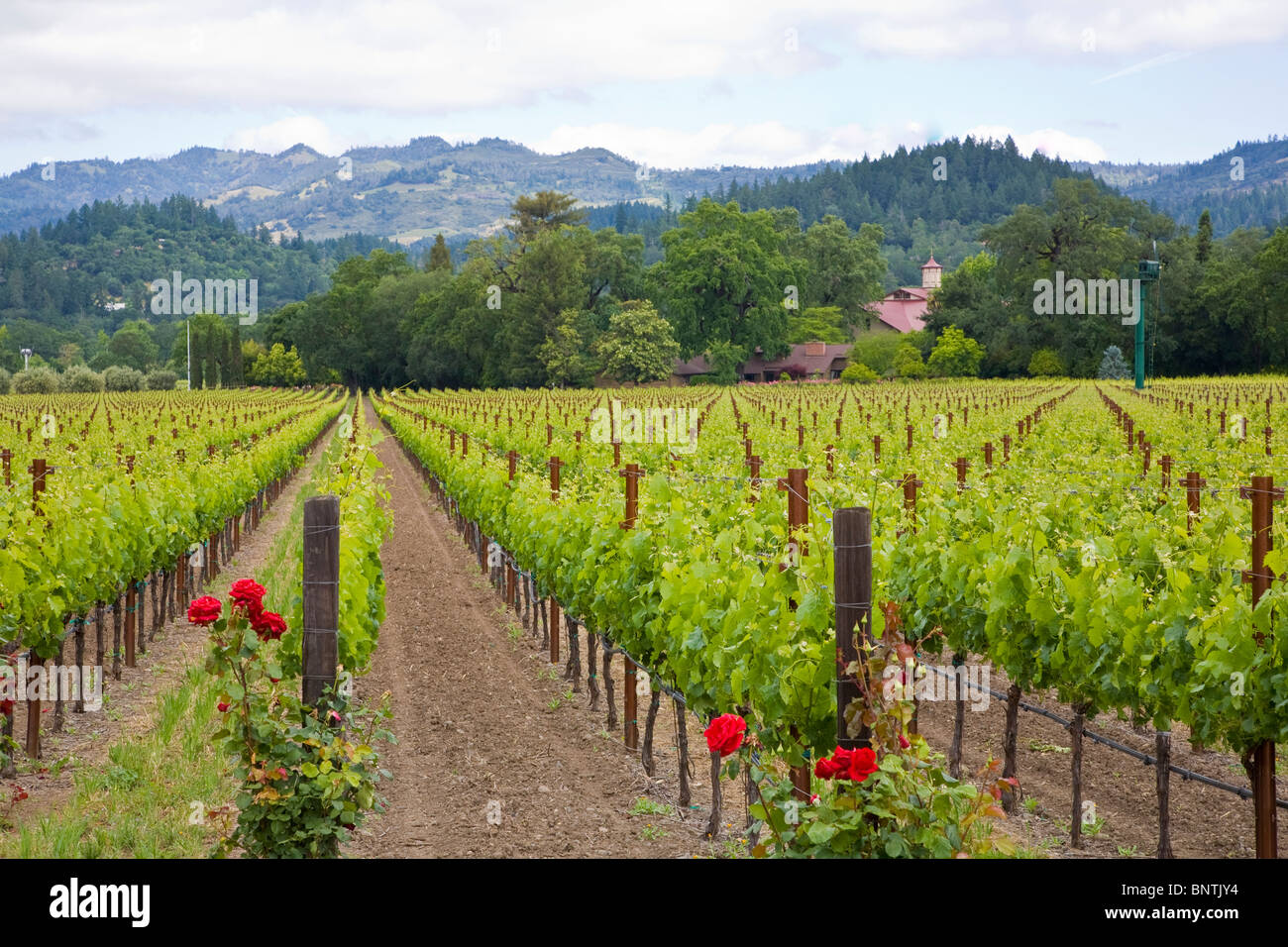 Los viñedos de uvas de primavera en el valle de Napa California Foto de stock