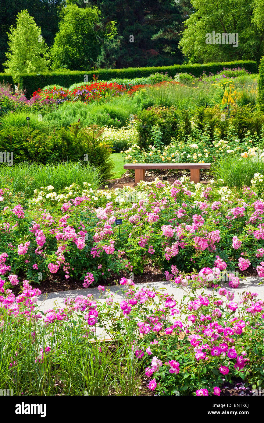 El Rose Garden, inaugurado en 2010, en el Savill Gardens, parte del paisaje real, cerca de Windsor, Inglaterra, Reino Unido. Foto de stock