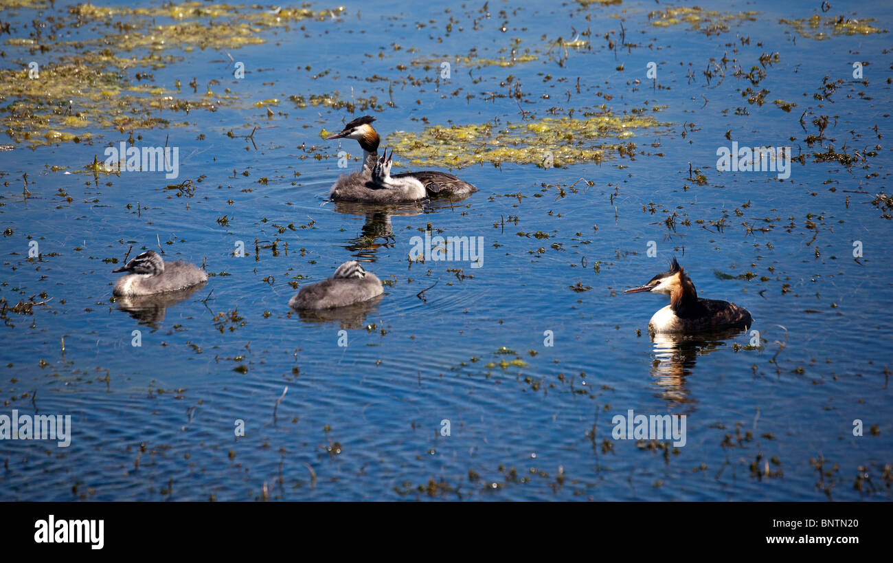 Somormujo Jacanas y jóvenes sobre el lago, Podiceps cristatus, Bryn Bach Country Park, Tredegar, Wales, REINO UNIDO Foto de stock