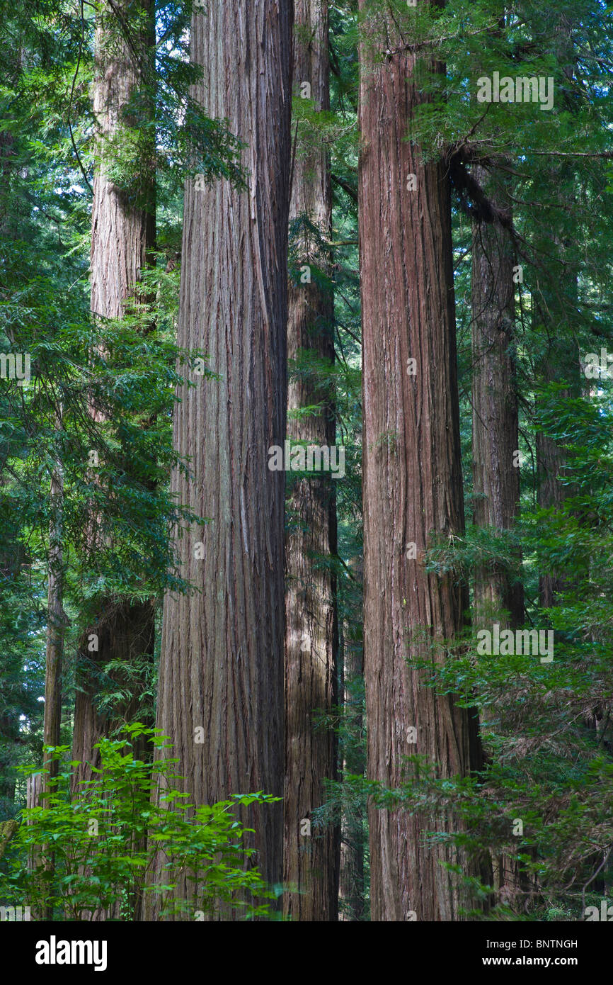 Secoyas Humboldt Redwoods State Park en el norte de California Foto de stock