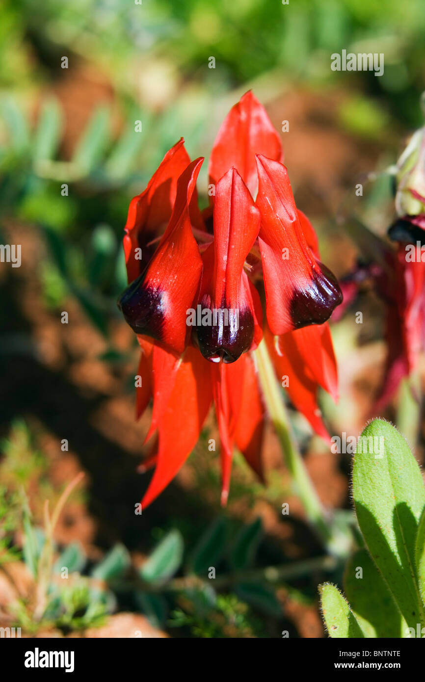 Swainsona Sturts Desert pea (Formosa). Alice Springs, Queensland, Australia. Foto de stock