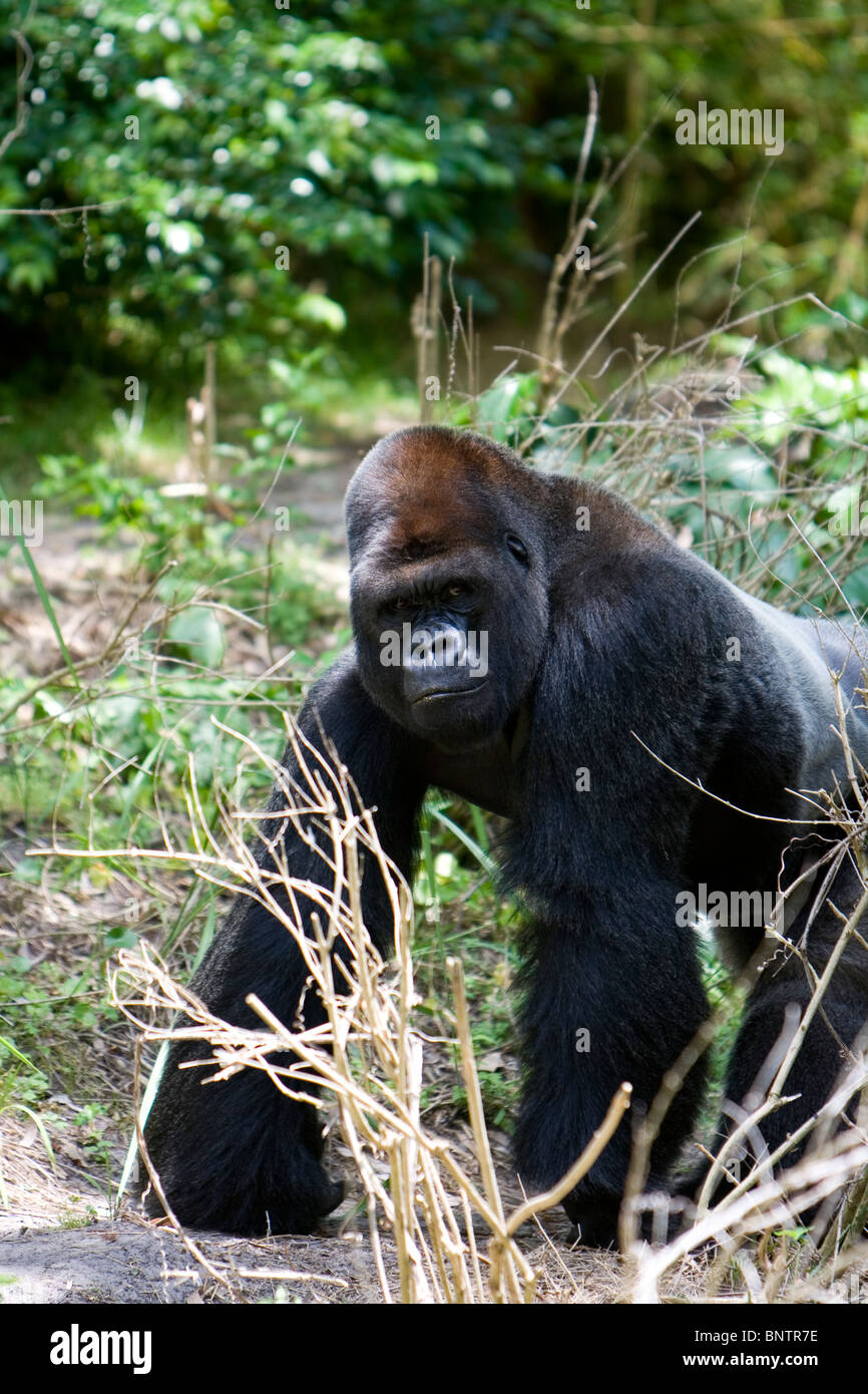 Gorila de las tierras bajas occidentales Foto de stock