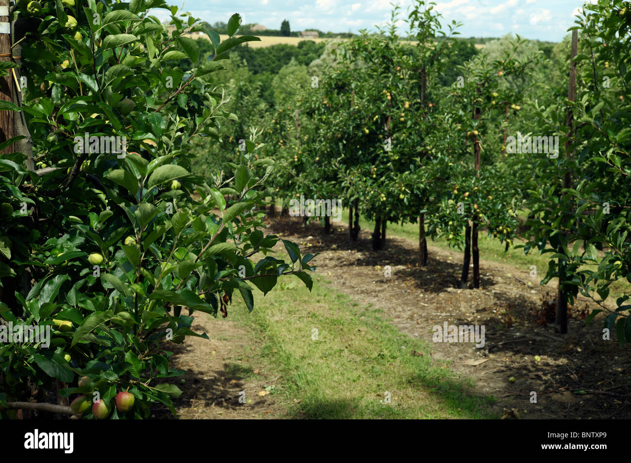 Huerto de manzanos de maduración en Kent Foto de stock