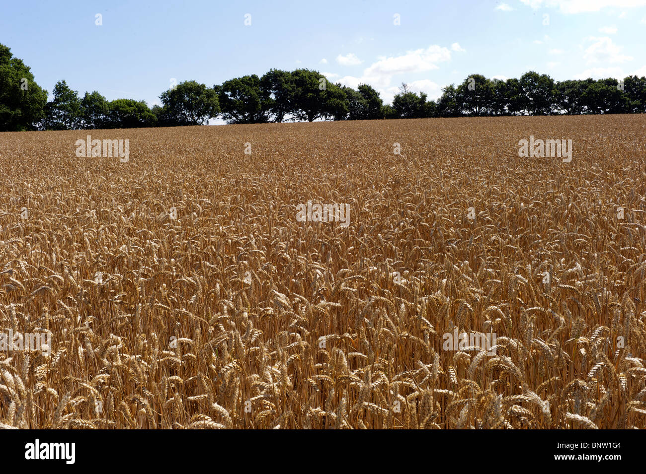 las espigas secas maduras de trigo Foto de stock 2176235621
