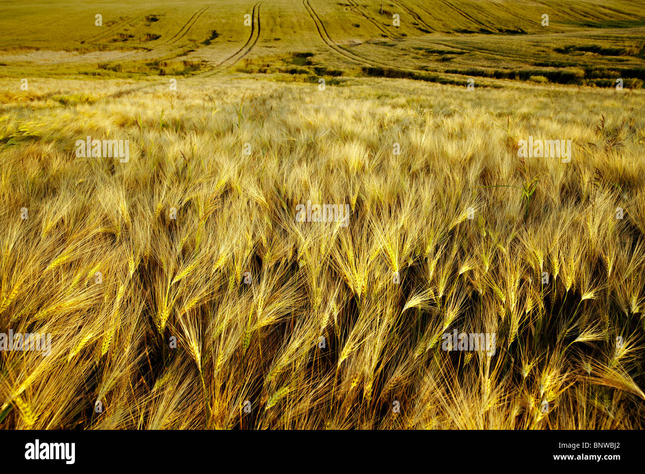 Campo de maíz en la mitad del verano Foto de stock