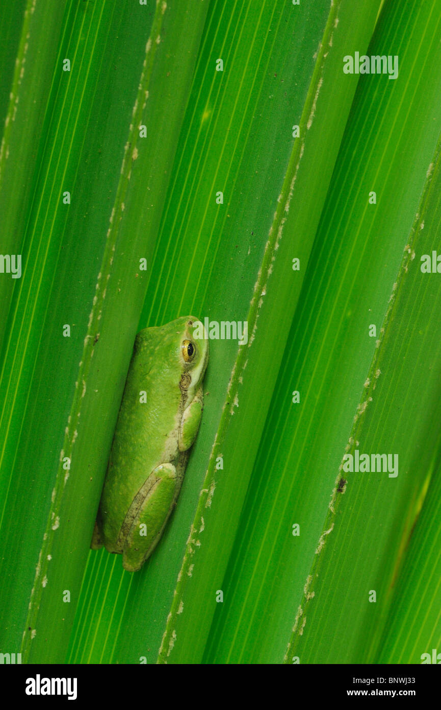 Green Treefrog (Hyla cinerea), inmaduros, durmiendo en las frondas de palma, Fennessey Ranch, refugio, Coastal Bend, la costa de Texas, EE.UU. Foto de stock