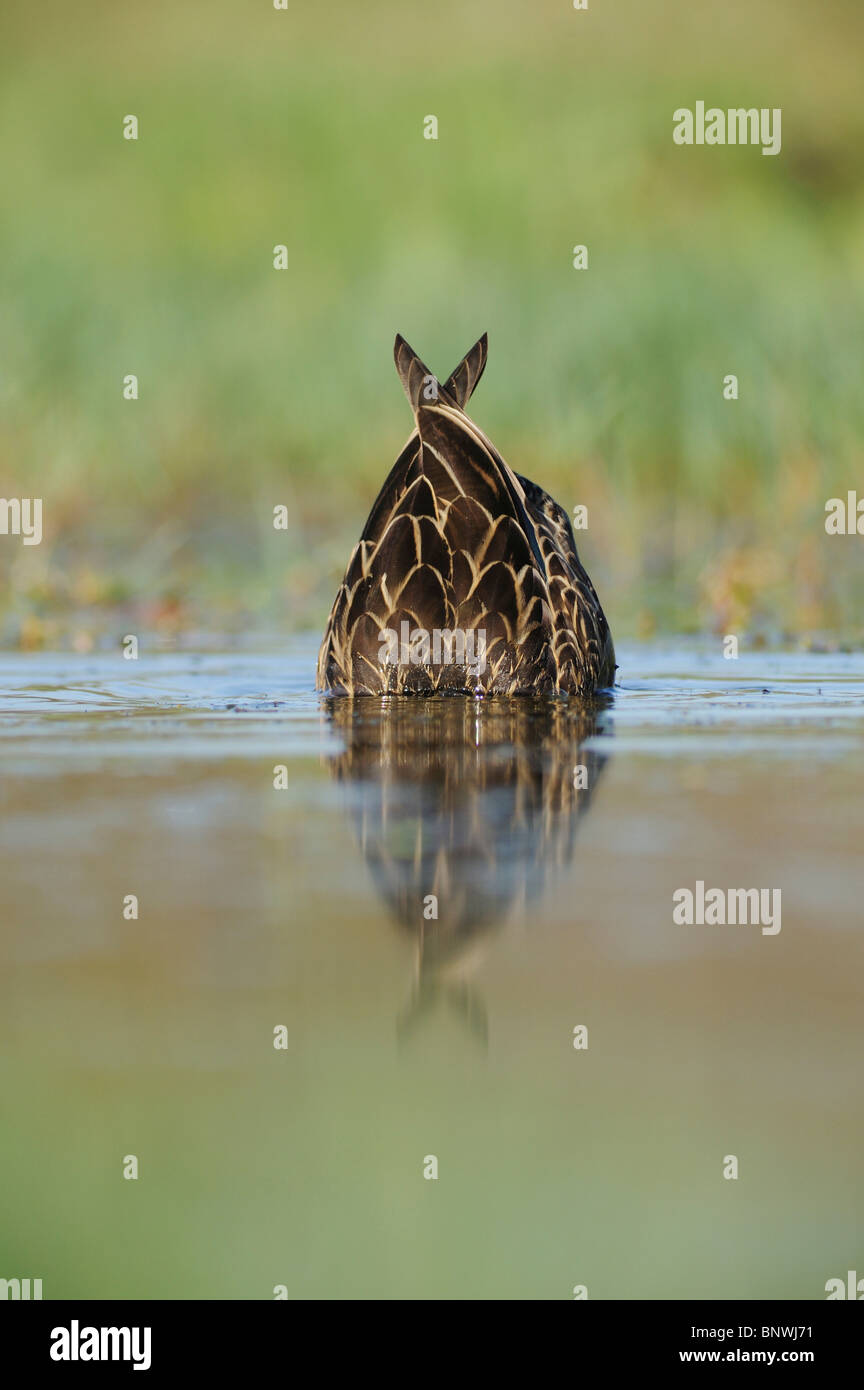 Pato (Anas fulvigula moteado), emparejar Fennessey Ranch, refugio, Corpus Christi, Coastal Bend, la costa de Texas, EE.UU. Foto de stock