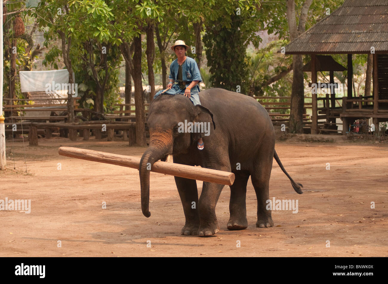Centro de Conservación de elefantes, Lampang, Tailandia, Asia Foto de stock
